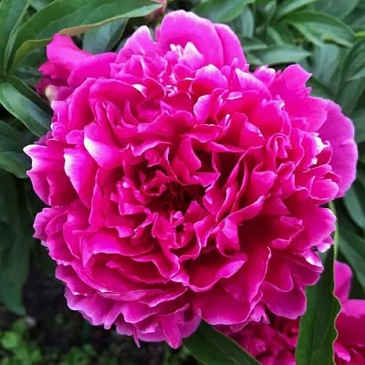 Пион КАРЛ РОЗЕНФЕЛЬД травянистый  Пион КАРЛ РОЗЕНФЕЛЬД травянистый в Смоленске