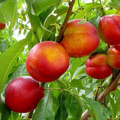 Нектарин ХАРБЛЕЙЗ в Смоленске