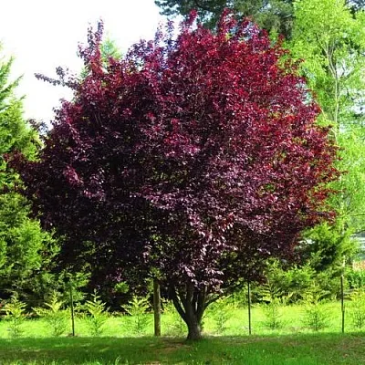 Слива НИГРА растопыреная   Слива НИГРА растопыреная  в Смоленске