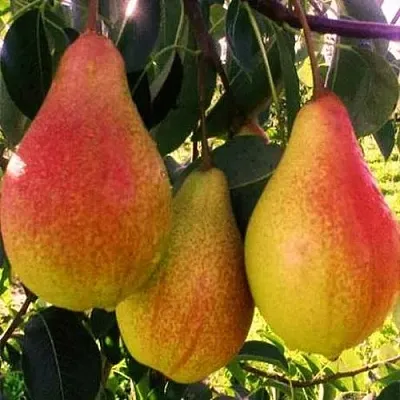 Груша АББАТ ФЕТЕЛЬ   Груша АББАТ ФЕТЕЛЬ  в Смоленске