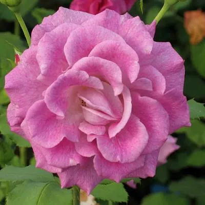 Саженцы роз ВИОЛЕТТА чайно-гибридная  Саженцы роз ВИОЛЕТТА чайно-гибридная в Смоленске