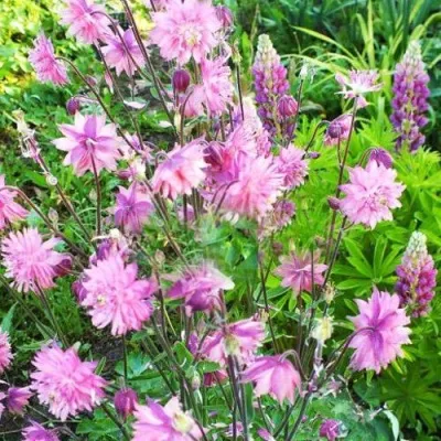 Аквилегия БАРЛОУ ПИНК гибрид МакКаны — описание сорта Аквилегия БАРЛОУ ПИНК гибрид МакКаны в Смоленске