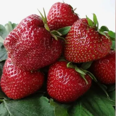 Клубника НАБИЛА — описание сорта Клубника НАБИЛА в Смоленске