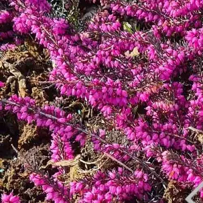 ЭРИКА "АЛЬПИЙСКИЙ ВЕРЕСК" (зимующая) сорт АТРОРУБРА  ЭРИКА "АЛЬПИЙСКИЙ ВЕРЕСК" (зимующая) сорт АТРОРУБРА в Смоленске