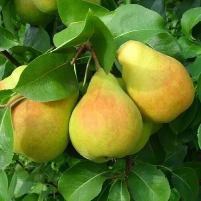 ГРУША ЛЮБИМИЦА ЯКОВЛЕВА ГРУША ЛЮБИМИЦА ЯКОВЛЕВА