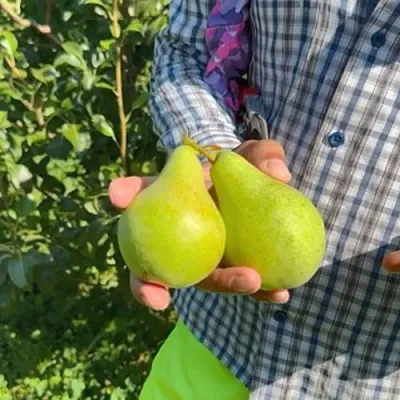 Груша ЗАРЕЧНАЯ КОМПАКТНАЯ  Груша ЗАРЕЧНАЯ КОМПАКТНАЯ в Смоленске