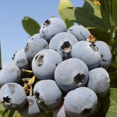 Голубика ЦУКЕР ТРАУБЕ  Голубика ЦУКЕР ТРАУБЕ в Смоленске