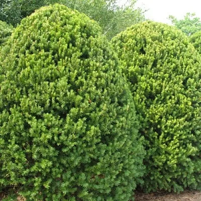 Тис Тис в Смоленске