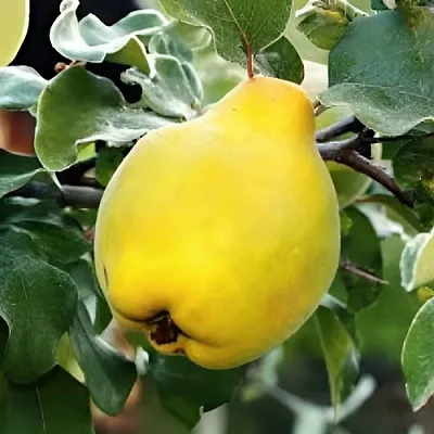 Айва МИР в Смоленске