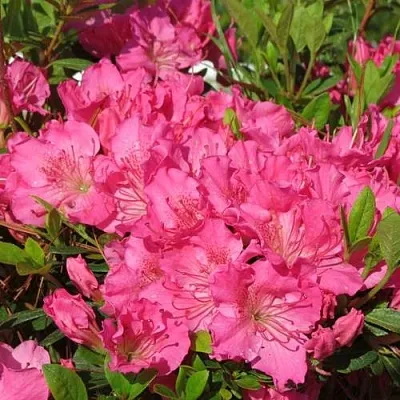 Азалия КИРСТИН японская  Азалия КИРСТИН японская в Смоленске