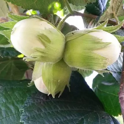 Фундук ЮННАТ в Смоленске