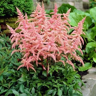 Астильба БРЕССИНГЕМ БЬЮТИ Арендса  Астильба БРЕССИНГЕМ БЬЮТИ Арендса в Смоленске