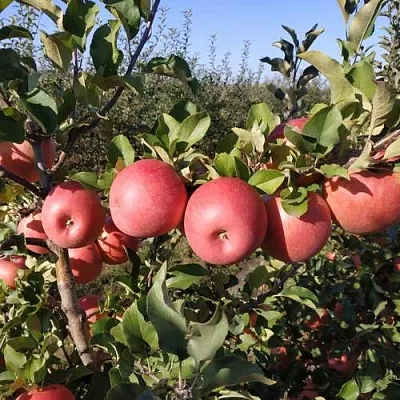 Яблоня ЧЕМПИОН РЕНО  Яблоня ЧЕМПИОН РЕНО в Смоленске