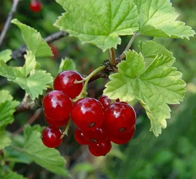 Смородина альпийская ШМИДТ  Смородина альпийская ШМИДТ в Смоленске