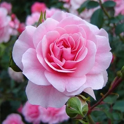 Саженцы роз БОНИКА флорибунда  Саженцы роз БОНИКА флорибунда в Смоленске