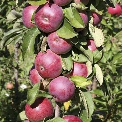 Яблоня ЕСЕНИЯ колонновидная в Смоленске