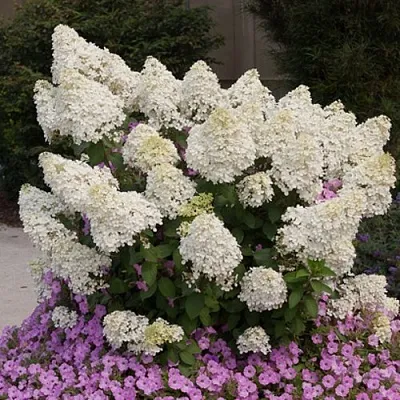 Гортензия БОБО метельчатая в Смоленске