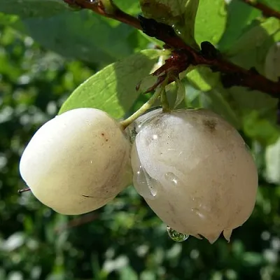 Голубика СНЕГУРОЧКА  Голубика СНЕГУРОЧКА в Смоленске