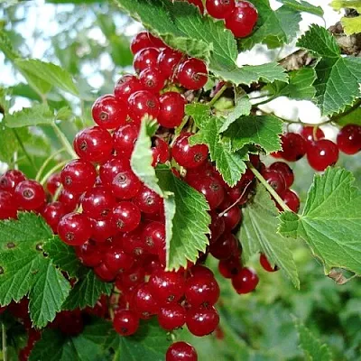 Смородина красная ГОЛЛАНДСКАЯ КРАСНАЯ  Смородина красная ГОЛЛАНДСКАЯ КРАСНАЯ в Смоленске