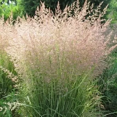 Вейник ОВЕРДАМ остроцветковый  Вейник ОВЕРДАМ остроцветковый в Смоленске