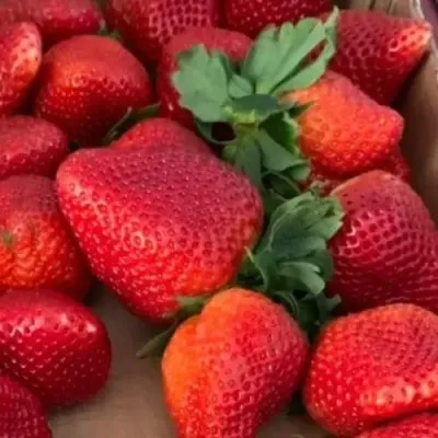 Клубника МОНТЕРЕЙ ремонтантная в Смоленске