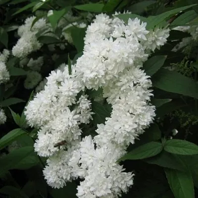 Дейция КАНДИДИССИМА шершавая  Дейция КАНДИДИССИМА шершавая в Смоленске