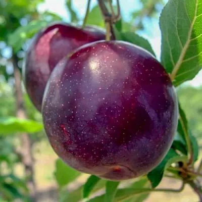 Слива АНЖЕЛИНО  Слива АНЖЕЛИНО в Смоленске