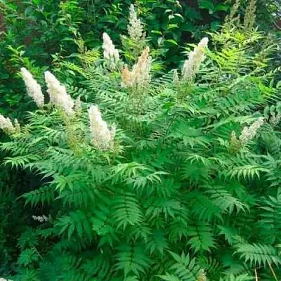 Рябинник рябинолистный СЭМ в Смоленске