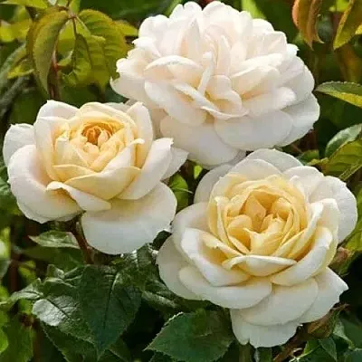 Саженцы роз ДЖЕЙ ПИ КОННЕЛ шраб в Смоленске