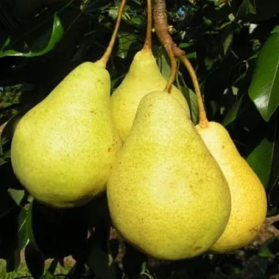 Груша ВИЛИЯ  Груша ВИЛИЯ в Смоленске