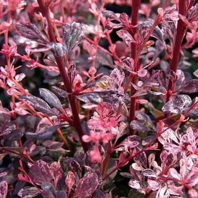 Барбарис АРЛЕКИН тунберга  Барбарис АРЛЕКИН тунберга в Смоленске