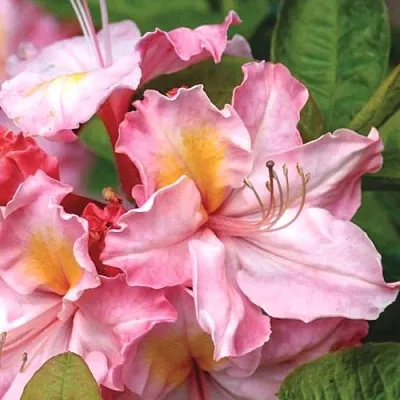 Азалия СЕССИЛЬ листопадная  Азалия СЕССИЛЬ листопадная в Смоленске