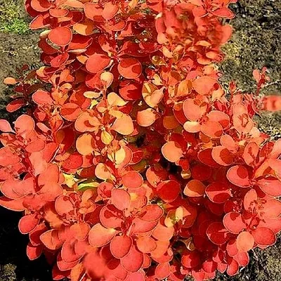 Барбарис ОРАНЖ ФАЙЕР тунберга  Барбарис ОРАНЖ ФАЙЕР тунберга в Смоленске