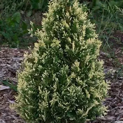 Туя БРАБАНТ ВАРИЕГАТТА западная в Смоленске