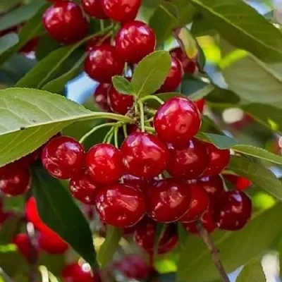 Вишня ГИРЛЯНДА  Вишня ГИРЛЯНДА в Смоленске