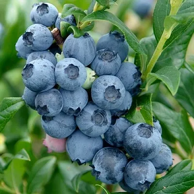 Голубика ХАРДИБЛЮ  Голубика ХАРДИБЛЮ в Смоленске