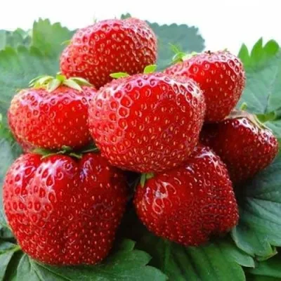 Клубника ВИМА ЗАНТА — описание сорта Клубника ВИМА ЗАНТА в Смоленске