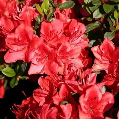 Азалия ФРИДОЛАЙН японская  Азалия ФРИДОЛАЙН японская в Смоленске