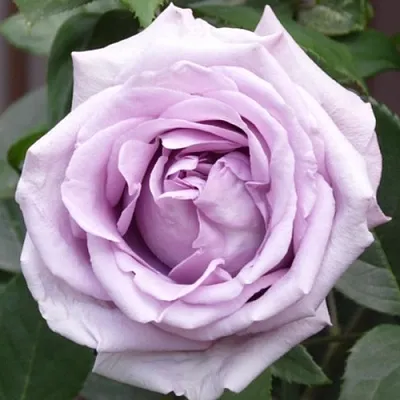 Саженцы роз ИНДИГОЛЕТТА плетистая  Саженцы роз ИНДИГОЛЕТТА плетистая в Смоленске