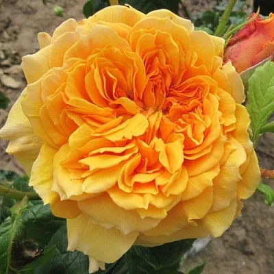 Саженцы роз ЛЕА ТУТУ шраб в Смоленске