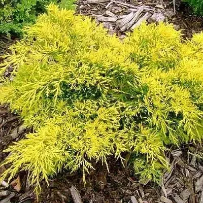 Можжевельник КИНГ ОФ СПРИНГ средний  Можжевельник КИНГ ОФ СПРИНГ средний в Смоленске