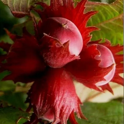 Фундук БАГРЯНЕЦ в Смоленске