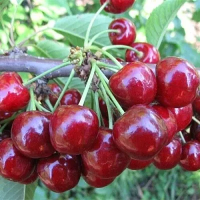 Вишня ДЕСЕРТНАЯ МОРОЗОВОЙ  Вишня ДЕСЕРТНАЯ МОРОЗОВОЙ в Смоленске