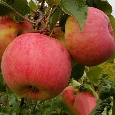 Яблоня БОЛОТОВСКОЕ в Смоленске