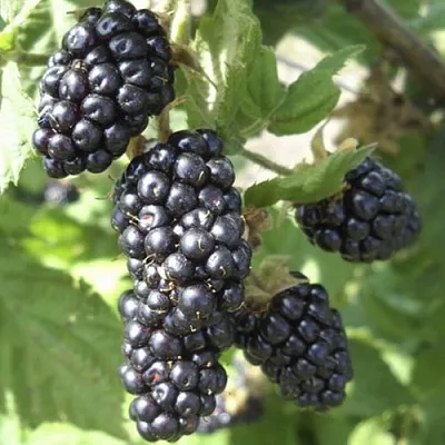 Ежемалина МАРИОН  Ежемалина МАРИОН в Смоленске