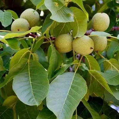 саженцы грецкого ореха