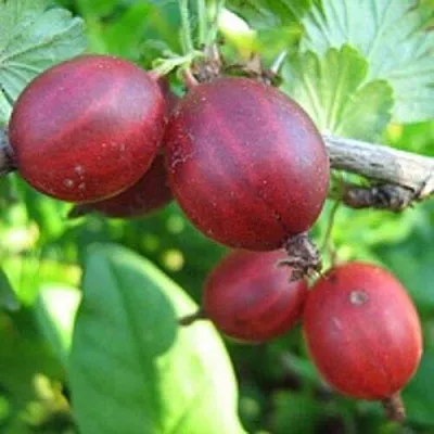 Крыжовник ЩЕДРЫЙ в Смоленске