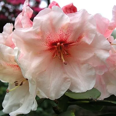 Рододендрон ХАНЯ	  Рододендрон ХАНЯ	 в Смоленске