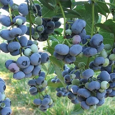 Голубика ЛИБЕРТИ  Голубика ЛИБЕРТИ в Смоленске