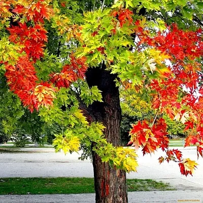 Клен  Клен в Смоленске